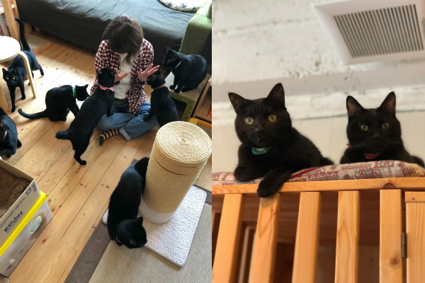 黑貓限定！日本咖啡廳只養黑色喵星人　分得出來誰是誰嗎？
