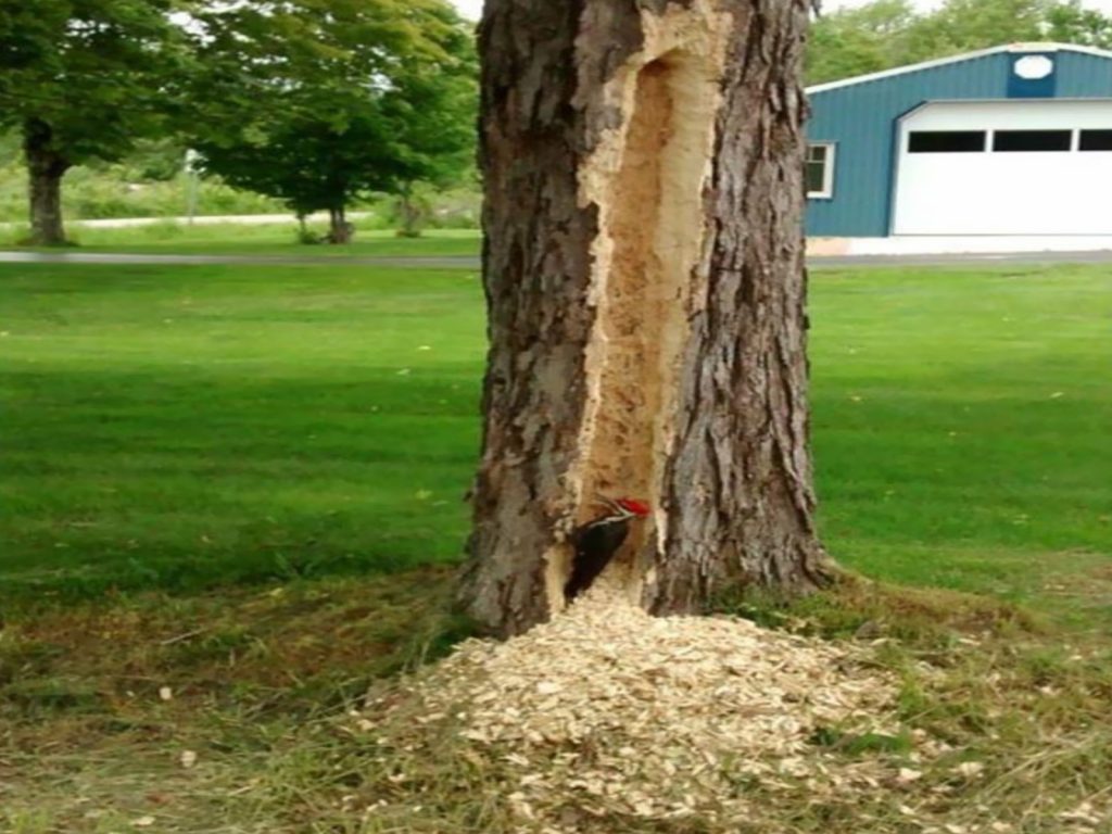 littlemaryfivegrains：我從來都不知道原來啄木鳥是這樣「鑽洞」的……（圖／reddit@littlemaryfivegrains）