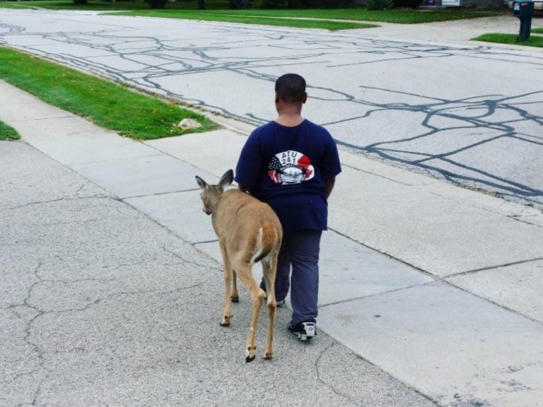 男孩每天犧牲玩樂時間陪一隻看不見的盲鹿找食物！（圖／Reddit@Bluecollarclassicist）