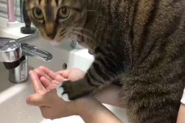 貓奴典範？貓咪干擾主人洗臉　竟然只是為了要喝水！