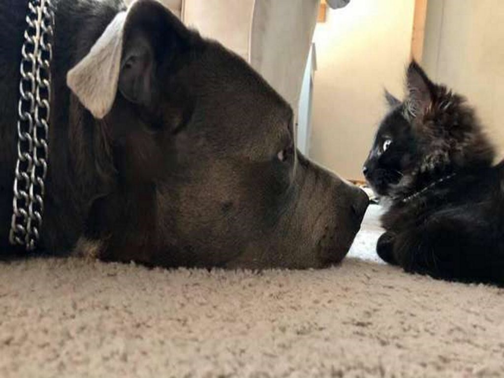 比特犬史特林超級喜歡貓咪，尤其愛貓弟弟Lux！（圖／The Dodo）