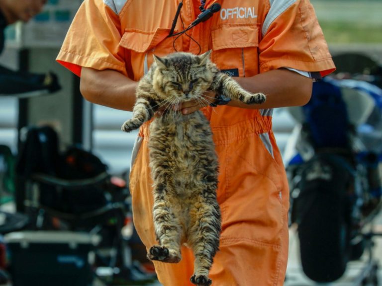 日本賽車場貓咪我行我素　擋人做事被請出場網笑翻！
