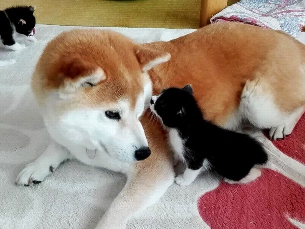 殿介非常疼愛救回來的小貓，寸步不離守護著牠們。 (圖/Sippo) 