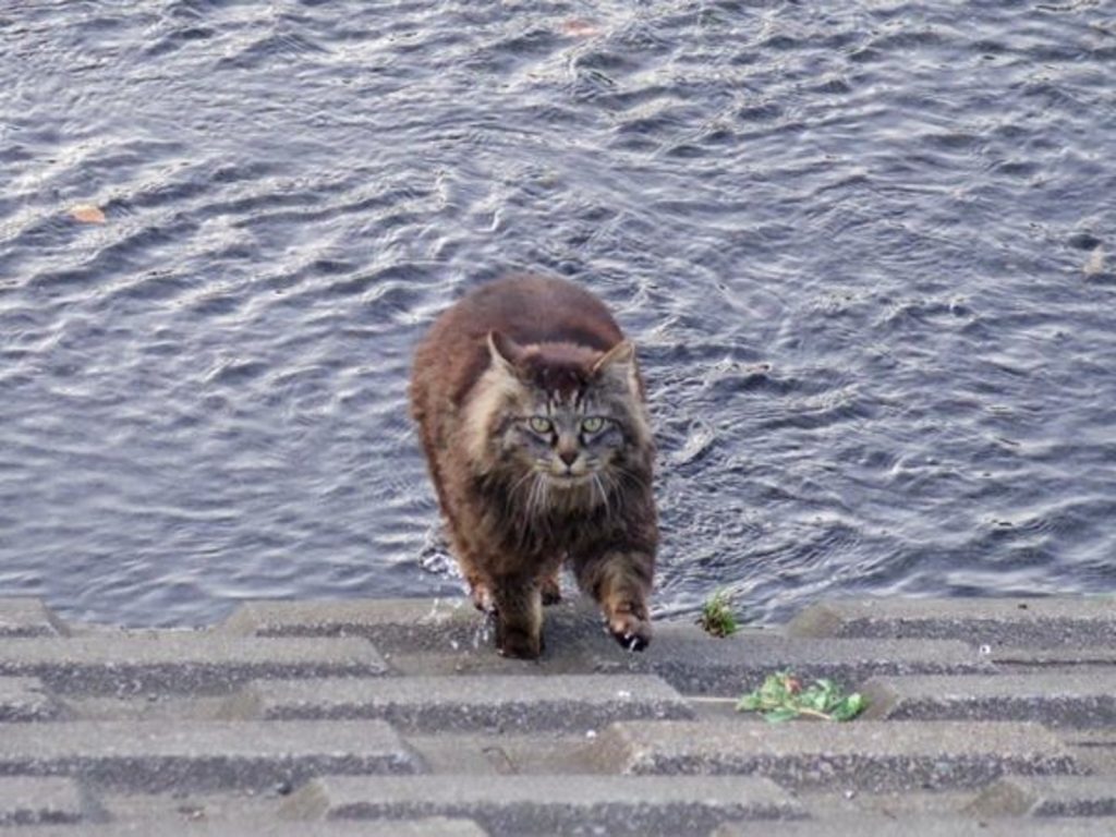 叫朕？唉真是麻煩……勉強答應你吧～ (圖/netgeek) 