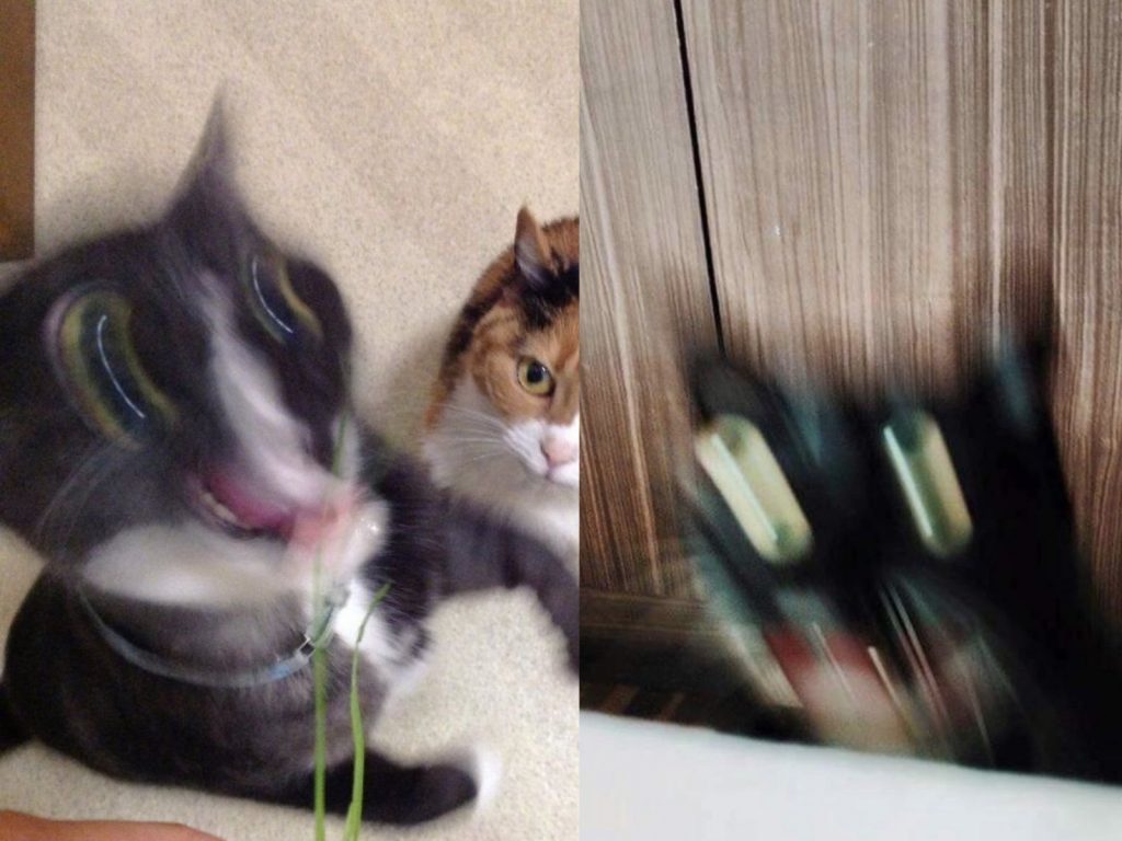 不是喵喵的錯，通通都是奴才害的啦！(圖/Twitter@netgeekAnimal) 