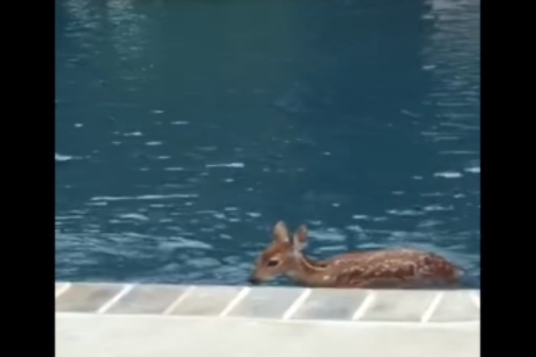 嬌客天天到民宅報到　小鹿：你家泳池借我免費游一下啦！