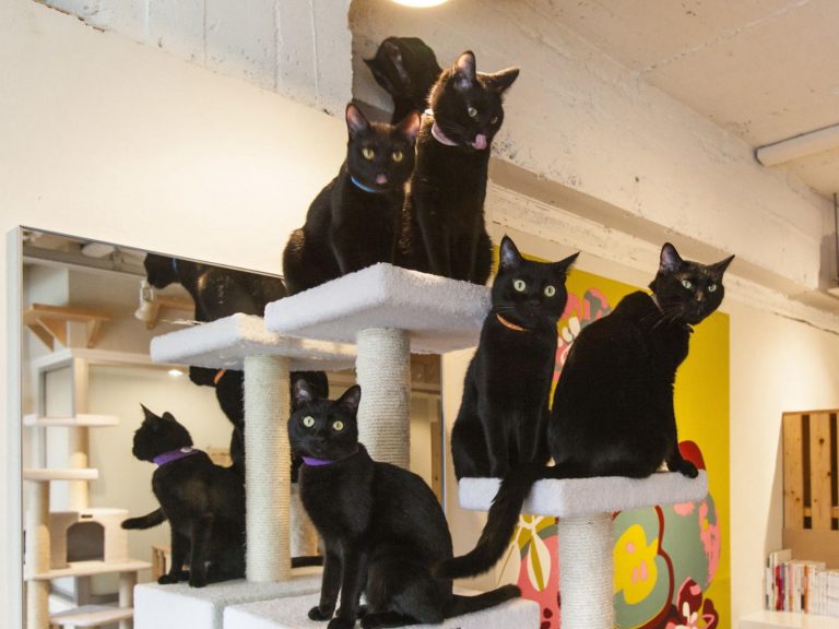 日本限定的黑貓咖啡廳有許多漂亮的黑貓坐檯！（圖／Tokyo Vreative Travel）