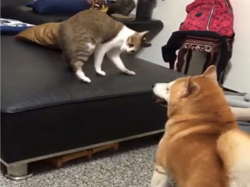 貓咪麵麵不斷使出「醉拳」挑釁柴犬妞妞（圖／IG@dear_zona）