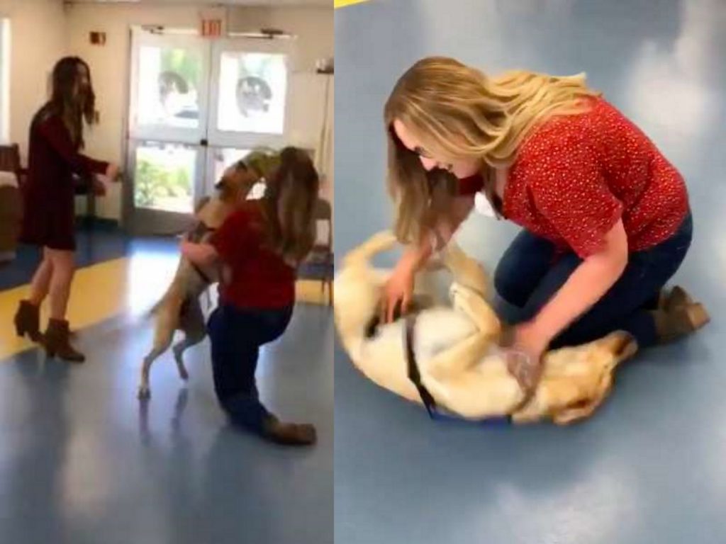 以利亞一見到艾希禮完全失控，狂舔著她並且不停撒嬌，非常開心能再見到艾希禮。(圖/IG@Ashley Wilt) 