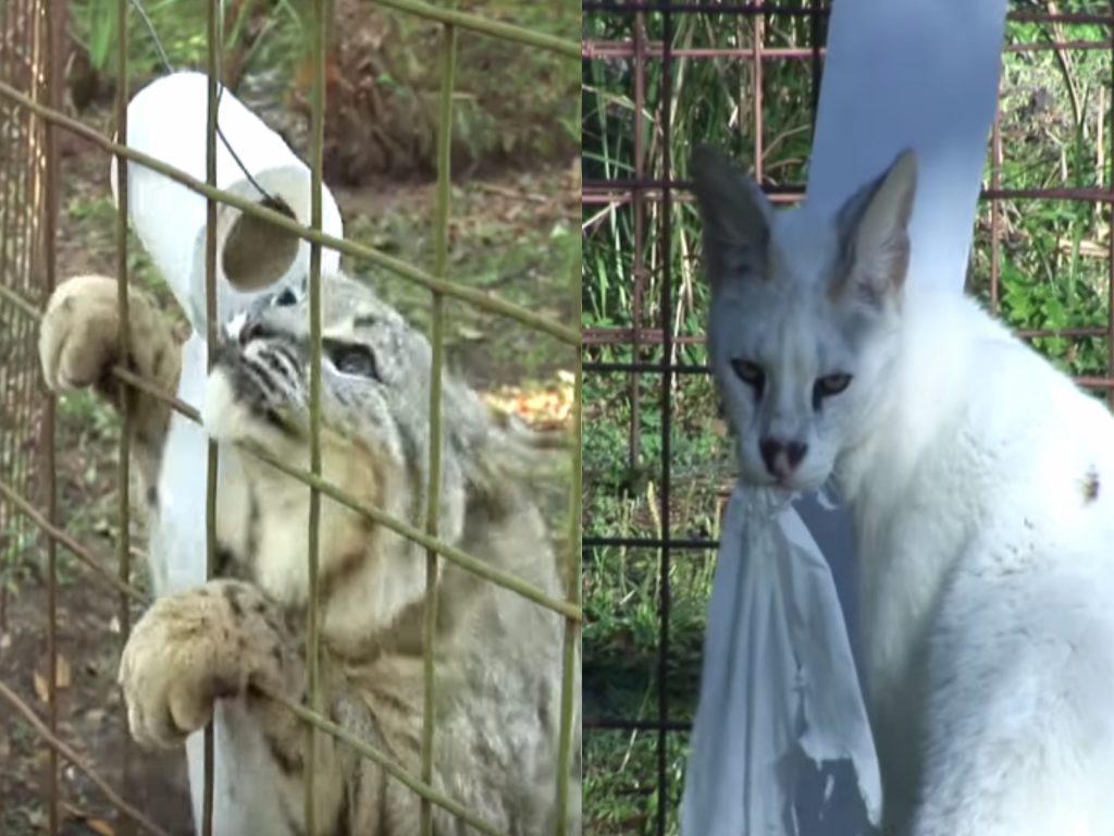 大貓們也無法抵擋衛生紙的魔力！（圖／翻攝自YT@Big Cat Rescue）