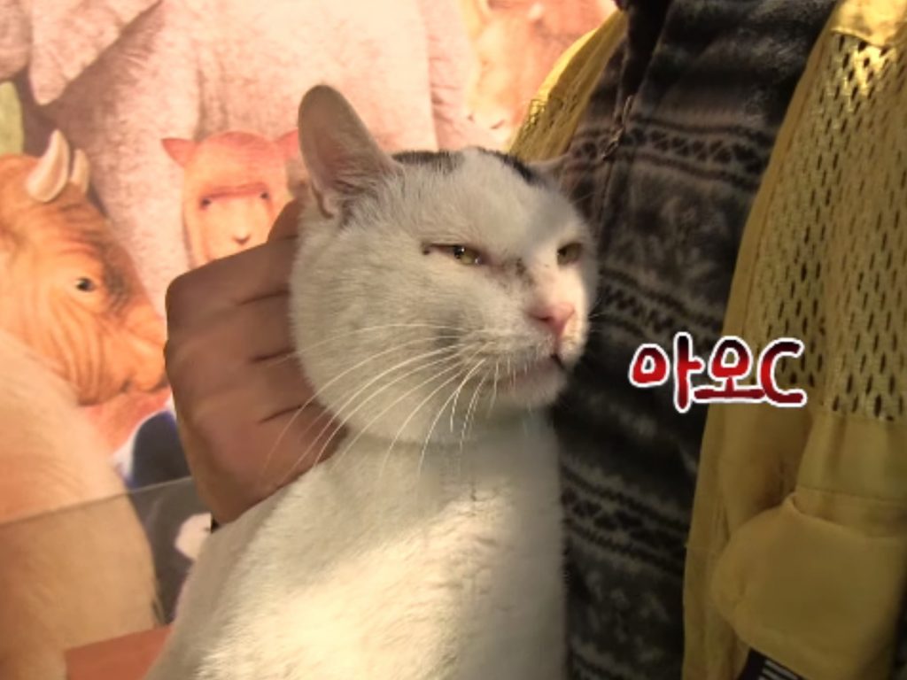 動物園小吃部發生食物竊盜案件，兇手竟然是一隻厚臉皮浪貓！（圖／翻攝自FB@SBS TV동물농장x애니멀봐）