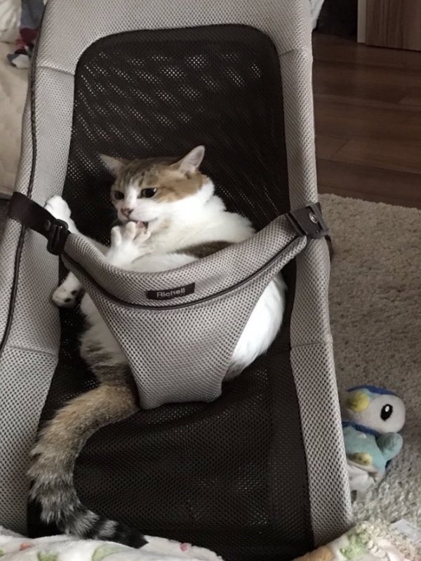 貓咪佔領嬰兒搖椅　竟然還知道最正確躺法！