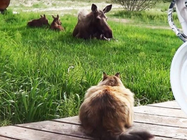 金潔的貓生當中花了許多時間在和駝鹿做朋友，平時什麼都怕的牠，唯有看到駝鹿眼睛會馬上發亮！(圖/Imgur) 