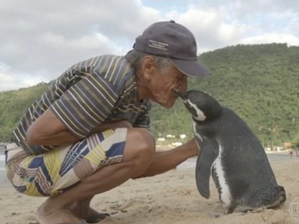 若昂說：「Dindim不隨便讓人碰，誰碰牠牠就啄誰，只有我牠才願意給摸～」(圖/ Joao Paulo Krajewski) 