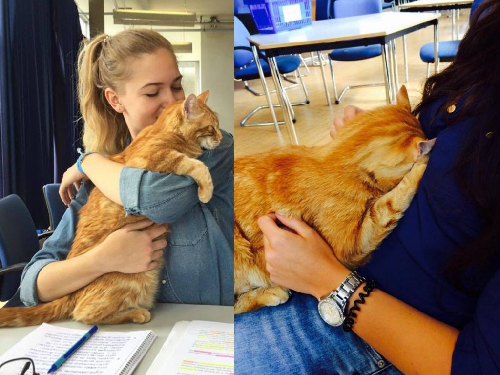 薩米把整個校園都當作自己家，從第一天自主進駐校園就是這麼慵懶放鬆～(圖/Facebook@CampusCat Augsburg) 