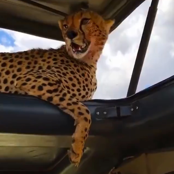 天氣太熱大貓竟然爬上吉普車　獵豹：借納涼一下！