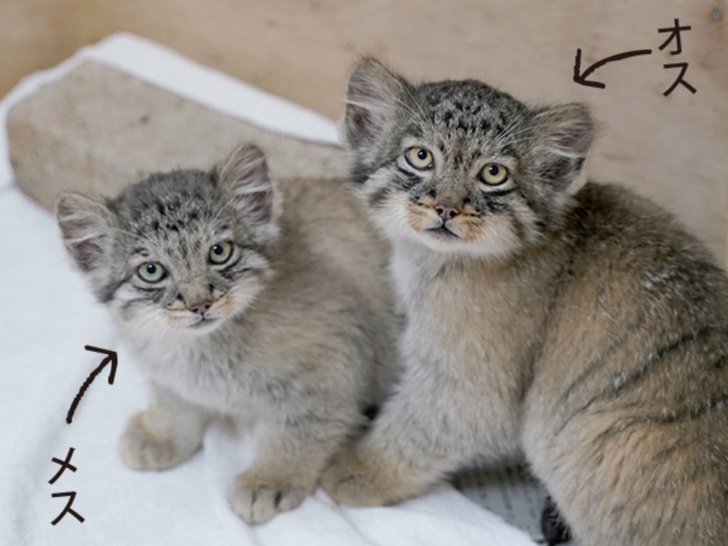 那須動物王國的一對兔猻寶寶（圖／Ote Komachi）