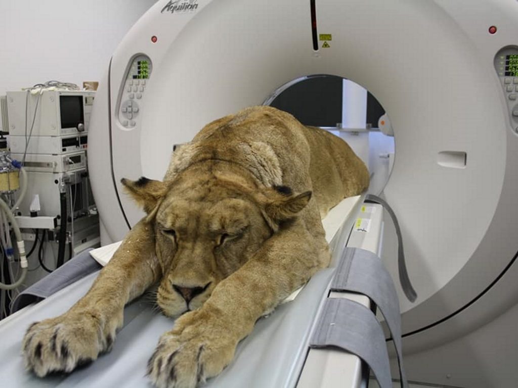 本來相當威武兇猛的獅子，被麻醉之後整個全身軟趴趴任人宰割～(圖/Facebook@ Medicine Meets Technology) 