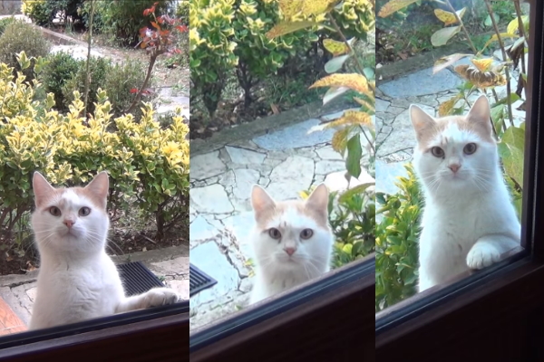喵星人站窗前討食好給屋主壓力！貓咪：盯到你發寒！