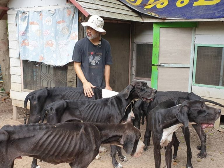 15隻大丹犬長時間沒有好好進食，已經瘦成皮包骨，其中2隻在救援人員抵達前已活活餓死！ (圖/Facebook@Watchdog Thailand) 