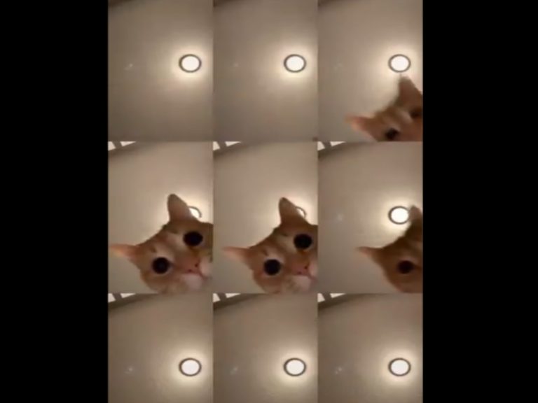 橘貓的抖音影片引起上千萬人次觀看（圖／twitter@moominsmoons）