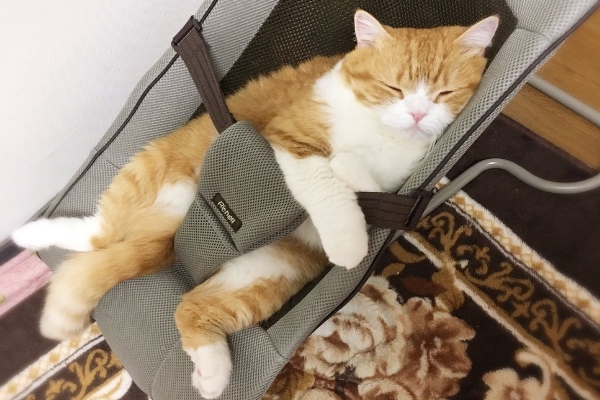 貓咪佔領嬰兒搖椅　竟然還知道最正確躺法！