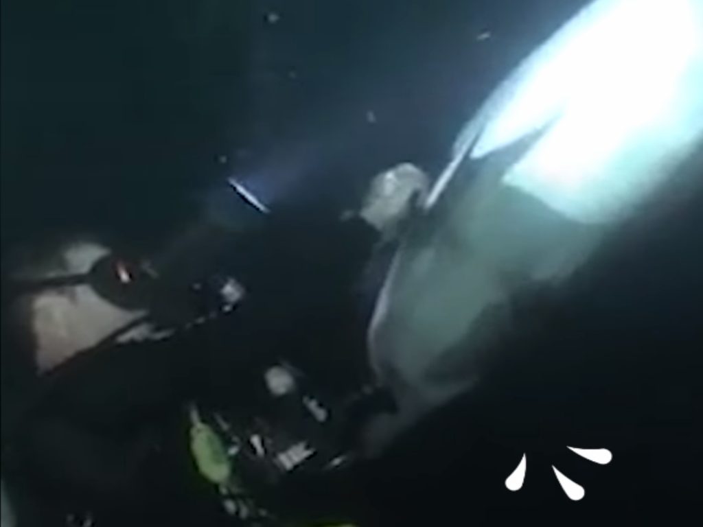 野生海豚求助於潛水員（圖／翻攝自FB@The Dodo）