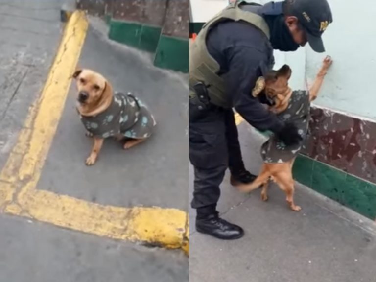 狗狗Chato當起「嫌疑犯」，幫助員警練習如何正確地對嫌犯搜身（圖／翻攝自FB@Ariana Espinoza）