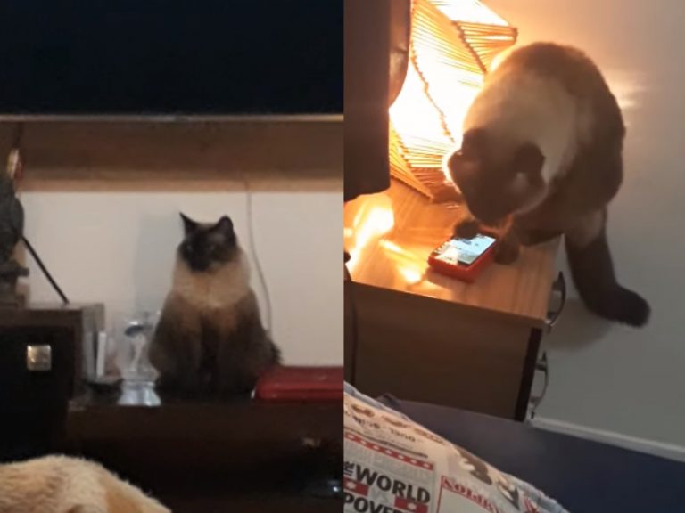 貓咪Joaquim會滑手機將鬧鈴關掉，害主人頻頻上班遲到！（圖／翻攝自Youtube@ViralHog）