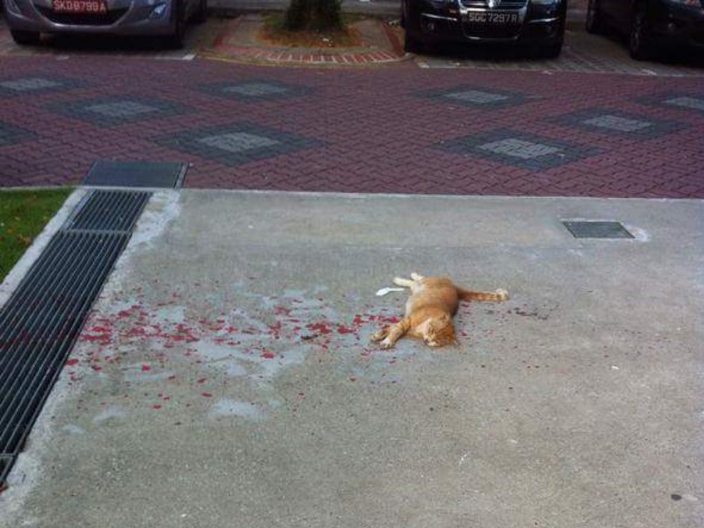 他決定上前看看能不能幫助這隻橘貓。 (圖/imgur) 