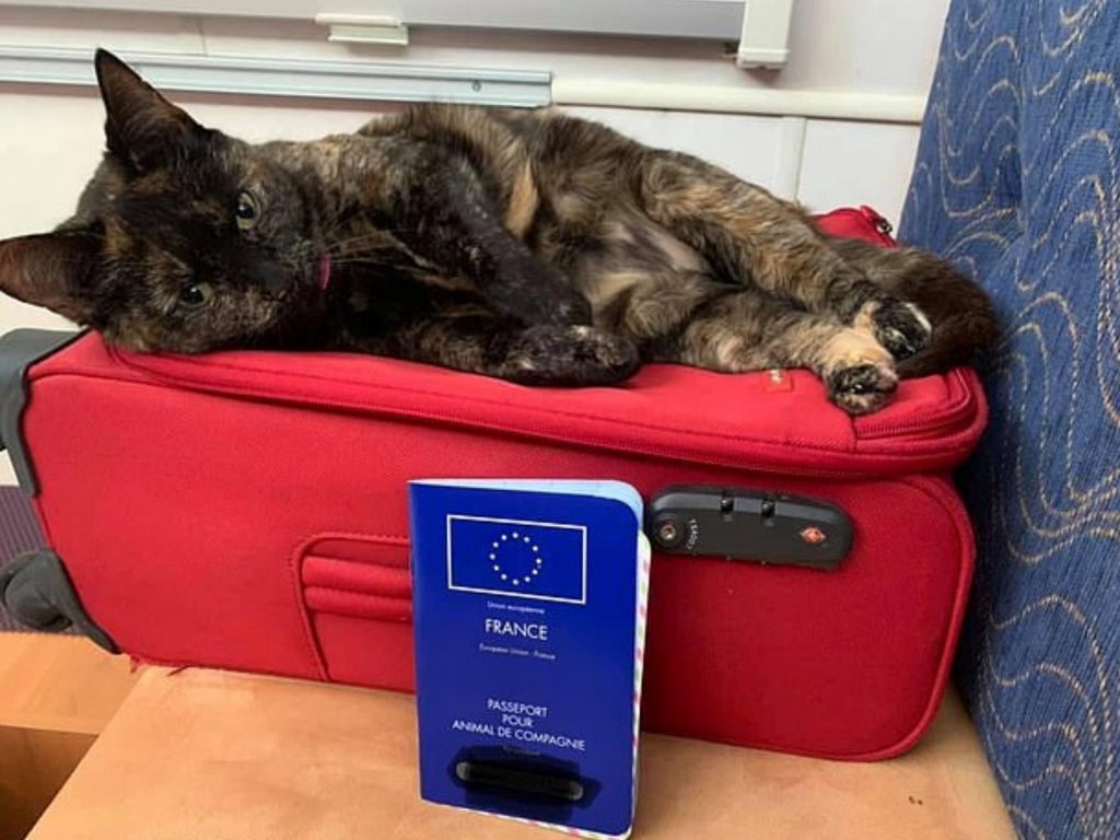 現年8歲的扁扁「貓如其名」將自己變扁偷偷藏進露營車裡。 (圖/SWSN) 