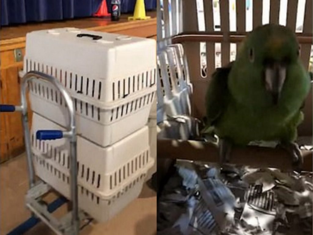 只見尼柯一臉無辜站在籠子裡，羅森塔無奈地說：「我每天都在經歷這種事，大家都以為我有個愛哭鬧的小孩，我告訴你們，那其實是尼柯！」(圖/Facebook@LADbible) 