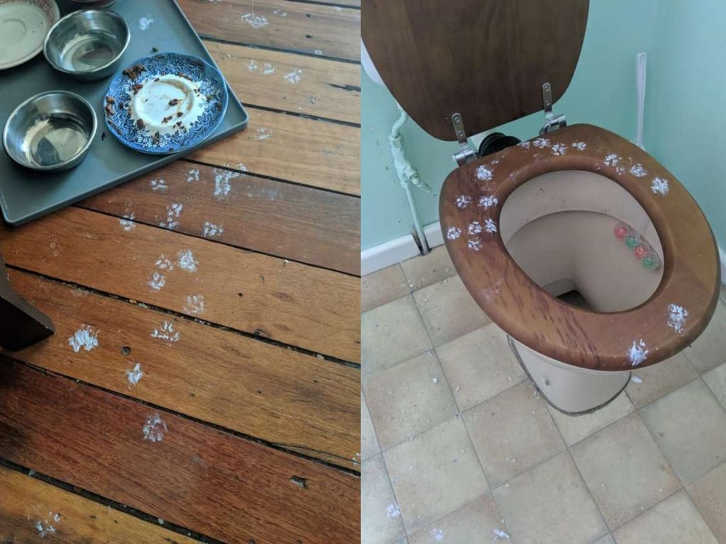 家裡遍地都是梅西的可愛腳印。 (圖/Holly Clark) 