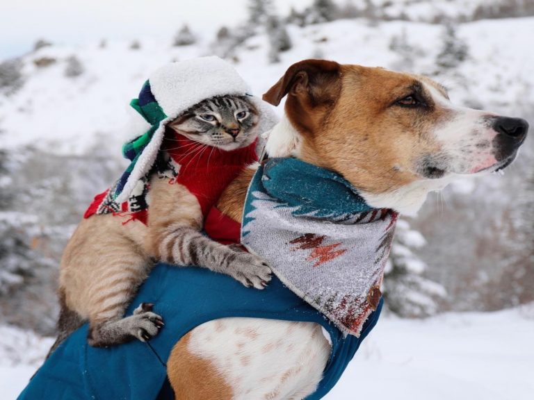 貓咪巴魯與狗狗亨利是一對熱愛戶外旅行的毛孩（圖／IG@henrythecoloradodog）