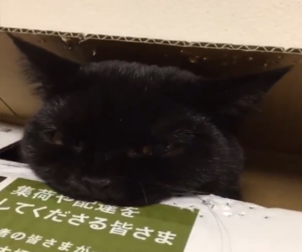 貓咪一天之內解體紙箱　網驚：你碎紙機嗎？