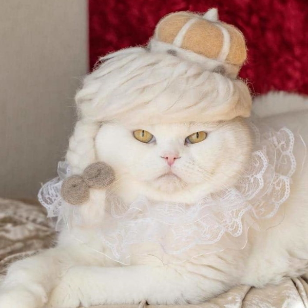 超狂主人以貓毛量身訂做造型帽　巧手又進化啦！ 