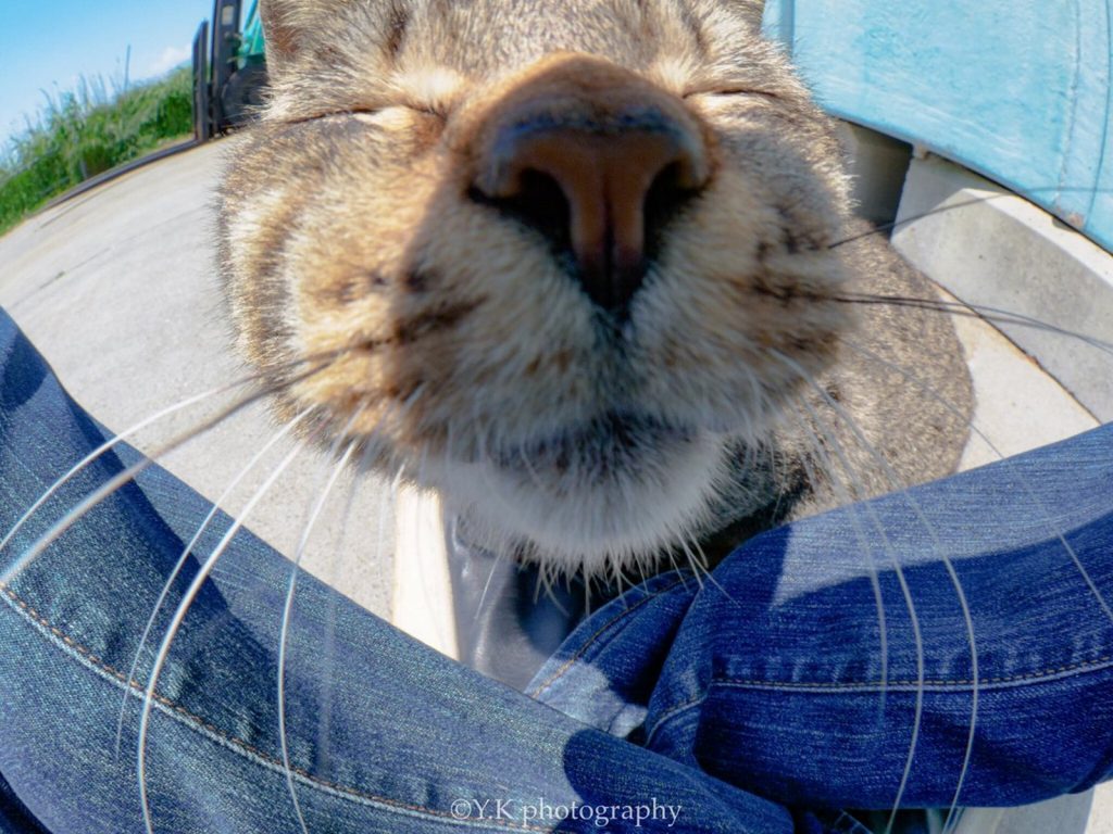 啾～親一個～ (圖/Twitter@Y_K_photography) 