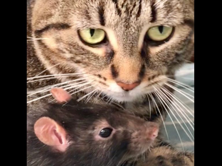 誰說是敵人！大貓小鼠超堅定友情　每天照三餐舔毛毛討抱抱
