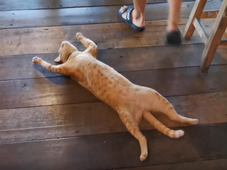 泰國店貓鬆躺地板睡午覺　化身貓型路障擋路
