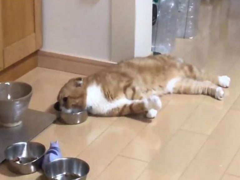 貓咪蘑菇到友人家拜訪時，居然大剌剌地躺著吃人家貓咪的飯！（圖／twitter@goonies2222）