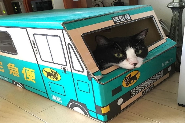 貓星人穿制服送包裹　能天天訂宅配請牠送貨嗎？