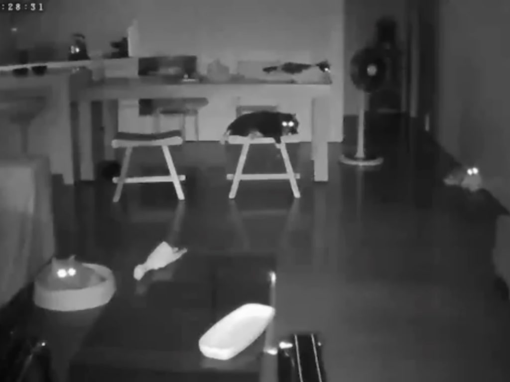 貓咪感受到地震雖然相當害怕，但第一個反應竟都是看向馬麻的方向，關心馬麻的狀況。(圖/Facebook@小跑貓嗚嗚) 