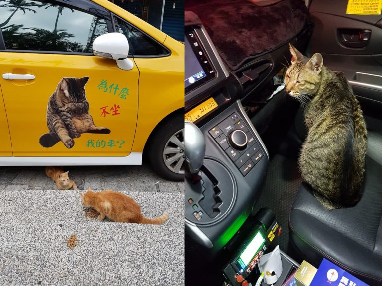 愛貓運將打造貓咪計程車　貓奴瘋狂：可以預約嗎！
