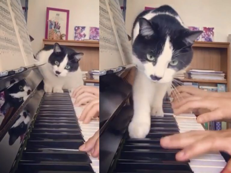 女子鋼琴課每每遭可愛障礙物干擾　貓咪老師：專業的來了～
