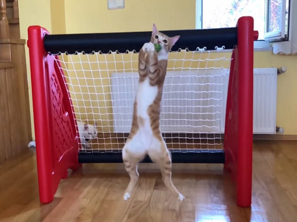 超強守門員出場！（圖／翻攝自Youtube@walter santi）