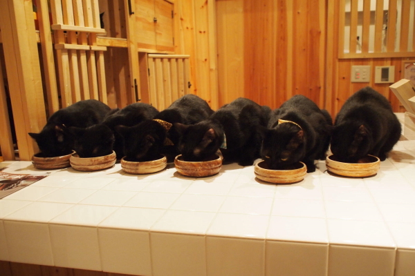 黑貓限定！日本咖啡廳只養黑色喵星人　分得出來誰是誰嗎？