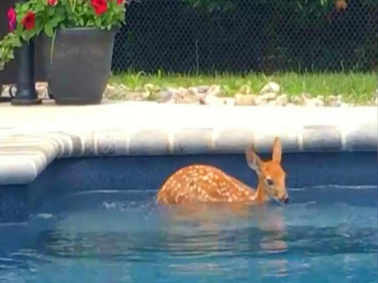 一隻野生小鹿闖入民宅泳池戲水（圖／翻攝自Youtube@NJ.com）
