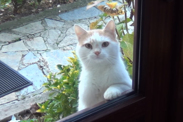 喵星人站窗前討食好給屋主壓力！貓咪：盯到你發寒！