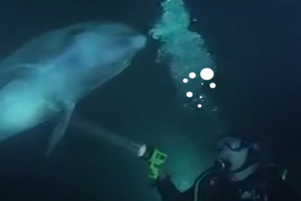 野生海豚找上潛水員幫忙取出魚鉤　過程超不可思議！