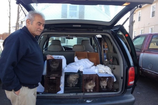 回收阿北每天餵養70隻浪貓　24年來從不缺席一天！